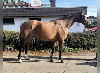 Belgisches Sportpferd, Stute, 21 Jahre, 167 cm, Brauner