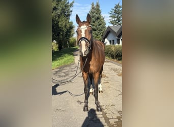 Belgisches Sportpferd, Stute, 21 Jahre, 167 cm, Brauner