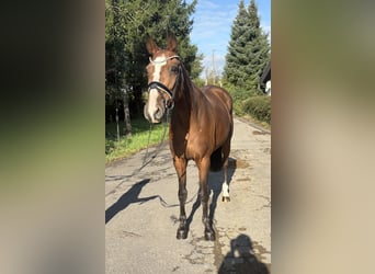 Belgisches Sportpferd, Stute, 21 Jahre, 167 cm, Brauner