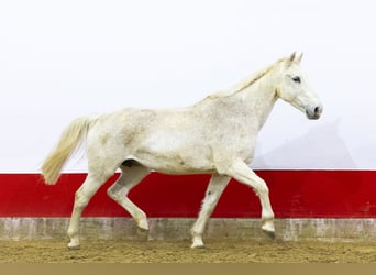 Belgisches Sportpferd, Stute, 23 Jahre, 165 cm