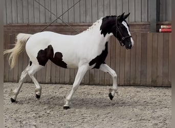 Belgisches Sportpferd, Stute, 2 Jahre, 153 cm, Schecke