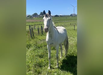 Belgisches Sportpferd Mix, Stute, 2 Jahre, 155 cm, Overo-alle-Farben