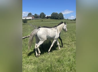 Belgisches Sportpferd Mix, Stute, 2 Jahre, 155 cm, Overo-alle-Farben