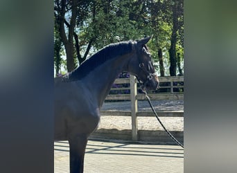 Belgisches Sportpferd, Stute, 2 Jahre, 170 cm, Dunkelbrauner