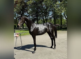 Belgisches Sportpferd, Stute, 2 Jahre, 170 cm, Dunkelbrauner