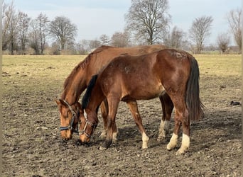 Belgisches Sportpferd, Stute, 2 Jahre, Brauner