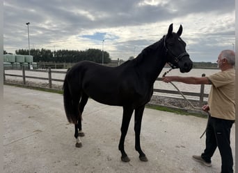 Belgisches Sportpferd, Stute, 2 Jahre, Rappe