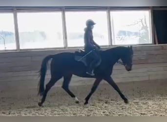 Belgisches Sportpferd, Stute, 3 Jahre, 165 cm, Dunkelbrauner