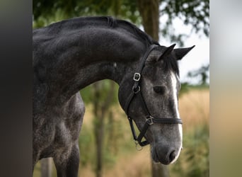 Belgisches Sportpferd, Stute, 3 Jahre, 169 cm, Schimmel