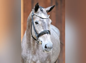 Belgisches Sportpferd, Stute, 4 Jahre, 162 cm, Apfelschimmel