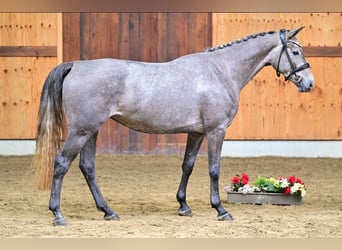 Belgisches Sportpferd, Stute, 4 Jahre, 162 cm, Apfelschimmel