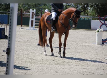 Belgisches Sportpferd, Stute, 4 Jahre, 167 cm, Dunkelfuchs