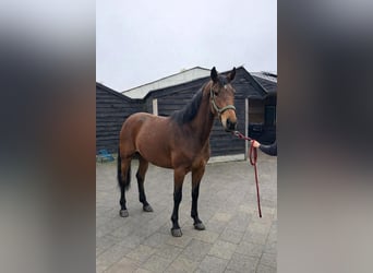 Belgisches Sportpferd, Stute, 4 Jahre, 170 cm, Brauner