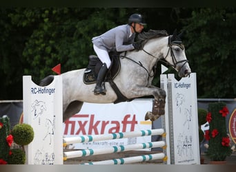 Belgisches Sportpferd, Stute, 4 Jahre, 170 cm, Schimmel