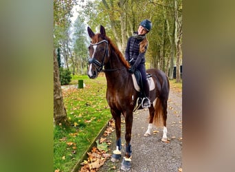 Belgisches Sportpferd, Stute, 4 Jahre, 173 cm, Fuchs