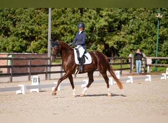 Belgisches Sportpferd, Stute, 4 Jahre, 173 cm, Fuchs