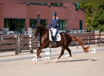Belgisches Sportpferd, Stute, 4 Jahre, 173 cm, Fuchs