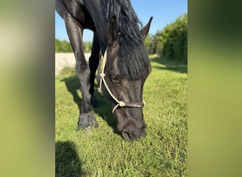 Belgisches Sportpferd, Stute, 5 Jahre, 144 cm, Rappe