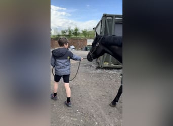 Belgisches Sportpferd, Stute, 5 Jahre, 144 cm, Rappe