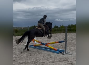 Belgisches Sportpferd, Stute, 5 Jahre, 144 cm, Rappe
