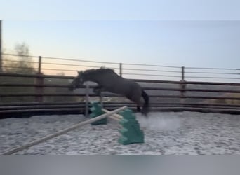 Belgisches Sportpferd, Stute, 5 Jahre, 144 cm, Rappe