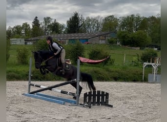Belgisches Sportpferd, Stute, 5 Jahre, 144 cm, Rappe