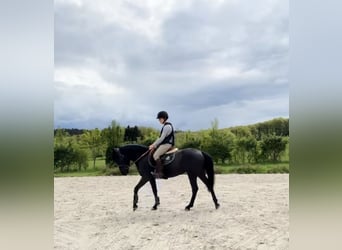 Belgisches Sportpferd, Stute, 5 Jahre, 144 cm, Rappe