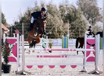 Belgisches Sportpferd, Stute, 5 Jahre, 145 cm, Brauner