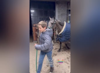 Belgisches Sportpferd, Stute, 5 Jahre, 145 cm, Rappschimmel