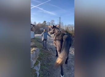 Belgisches Sportpferd, Stute, 5 Jahre, 145 cm, Rappschimmel