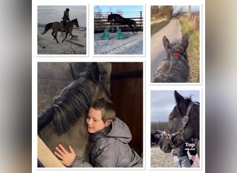 Belgisches Sportpferd, Stute, 5 Jahre, 145 cm, Rappschimmel