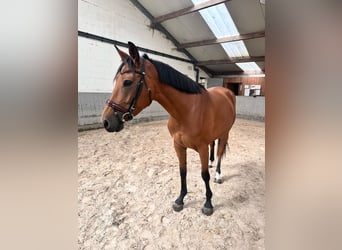 Belgisches Sportpferd, Stute, 5 Jahre, 150 cm, Hellbrauner