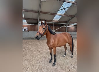 Belgisches Sportpferd, Stute, 5 Jahre, 150 cm, Hellbrauner