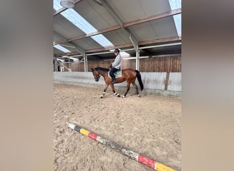 Belgisches Sportpferd, Stute, 5 Jahre, 150 cm, Hellbrauner
