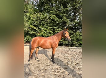 Belgisches Sportpferd, Stute, 5 Jahre, 150 cm, Hellbrauner
