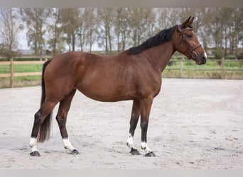 Belgisches Sportpferd, Stute, 5 Jahre, 163 cm, Brauner