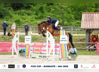 Belgisches Sportpferd, Stute, 5 Jahre, 163 cm, Schwarzbrauner