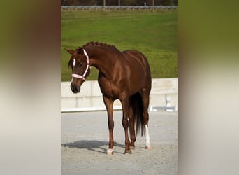 Belgisches Sportpferd, Stute, 5 Jahre, 164 cm, Dunkelfuchs
