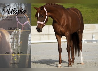 Belgisches Sportpferd, Stute, 5 Jahre, 164 cm, Dunkelfuchs