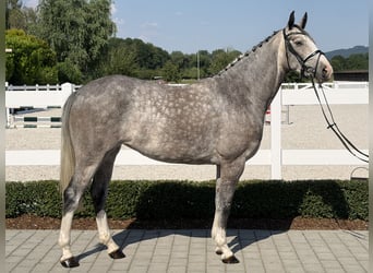 Belgisches Sportpferd, Stute, 5 Jahre, 165 cm, Apfelschimmel