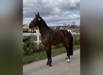 Belgisches Sportpferd, Stute, 5 Jahre, 166 cm, Brauner