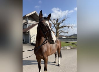 Belgisches Sportpferd, Stute, 5 Jahre, 168 cm, Brauner