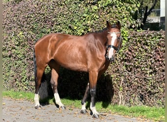 Belgisches Sportpferd, Stute, 5 Jahre, 168 cm, Brauner