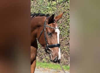 Belgisches Sportpferd, Stute, 5 Jahre, 168 cm, Brauner