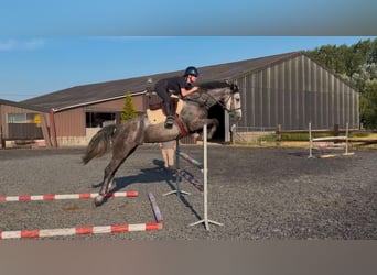 Belgisches Sportpferd, Stute, 5 Jahre, 168 cm, Schimmel