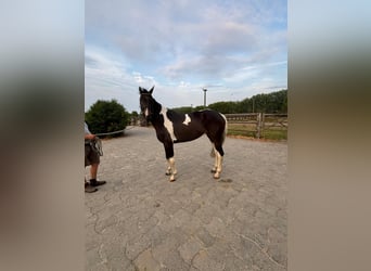 Belgisches Sportpferd, Stute, 5 Jahre, 168 cm, Tobiano-alle-Farben