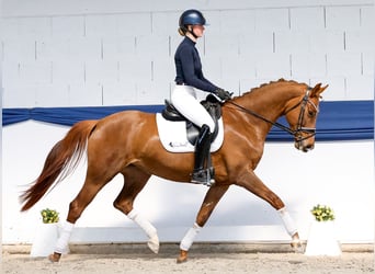 Belgisches Sportpferd, Stute, 6 Jahre, 161 cm, Dunkelfuchs