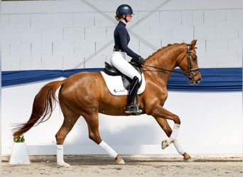 Belgisches Sportpferd, Stute, 6 Jahre, 161 cm, Dunkelfuchs