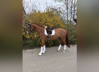 Belgisches Sportpferd, Stute, 6 Jahre, 162 cm, Fuchs