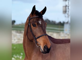 Belgisches Sportpferd, Stute, 6 Jahre, 163 cm, Brauner